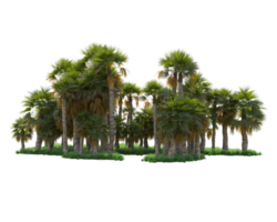 tropisch Wald isoliert auf transparent Hintergrund. 3d Rendern - - Illustration png