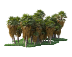 Tropical forest isolated on transparent background. 3d rendering - illustration png