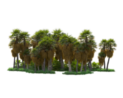 tropical forêt isolé sur transparent Contexte. 3d le rendu - illustration png