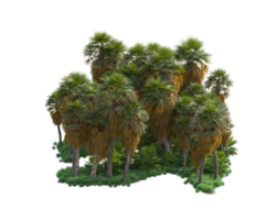 Tropical forest isolated on transparent background. 3d rendering - illustration png