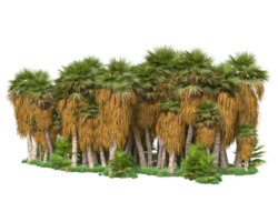 Tropical forest isolated on transparent background. 3d rendering - illustration png