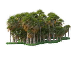 Tropical forest isolated on transparent background. 3d rendering - illustration png