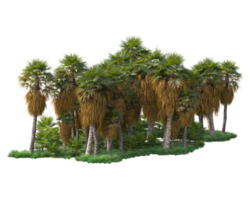 Tropical forest isolated on transparent background. 3d rendering - illustration png