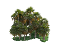 Tropical forest isolated on transparent background. 3d rendering - illustration png