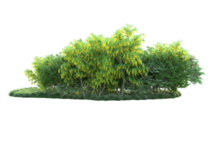 Tropical forest isolated on transparent background. 3d rendering - illustration png