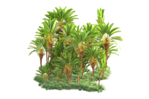 tropical forêt isolé sur transparent Contexte. 3d le rendu - illustration png