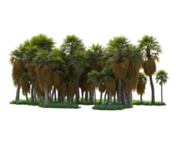 Tropical forest isolated on transparent background. 3d rendering - illustration png