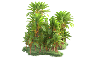 Tropical forest isolated on transparent background. 3d rendering - illustration png