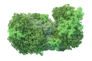 tropisch Wald isoliert auf transparent Hintergrund. 3d Rendern - - Illustration png