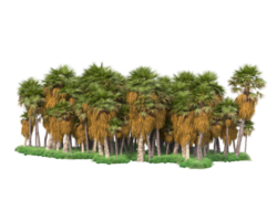 Tropical forest isolated on transparent background. 3d rendering - illustration png