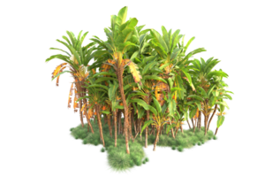 Tropical forest isolated on transparent background. 3d rendering - illustration png