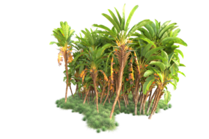 Tropical forest isolated on transparent background. 3d rendering - illustration png