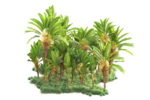 Tropical forest isolated on transparent background. 3d rendering - illustration png