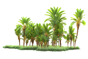 Tropical forest isolated on transparent background. 3d rendering - illustration png