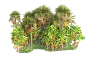 Tropical forest isolated on transparent background. 3d rendering - illustration png