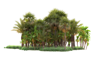 Tropical forest isolated on transparent background. 3d rendering - illustration png