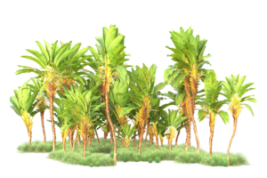 Tropical forest isolated on transparent background. 3d rendering - illustration png