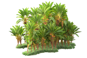 Tropical forest isolated on transparent background. 3d rendering - illustration png