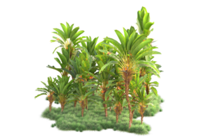 Tropical forest isolated on transparent background. 3d rendering - illustration png