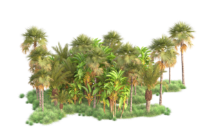 tropical forêt isolé sur transparent Contexte. 3d le rendu - illustration png