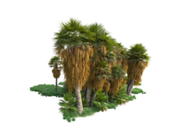 Tropical forest isolated on transparent background. 3d rendering - illustration png