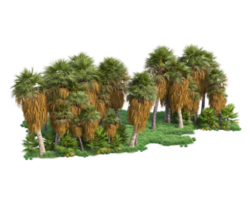 Tropical forest isolated on transparent background. 3d rendering - illustration png