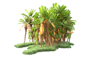 Tropical forest isolated on transparent background. 3d rendering - illustration png