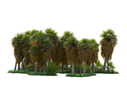 Tropical forest isolated on transparent background. 3d rendering - illustration png