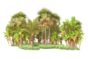 Tropical forest isolated on transparent background. 3d rendering - illustration png
