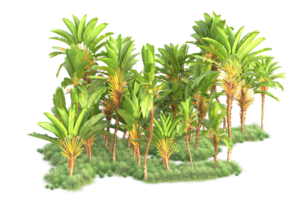 Tropical forest isolated on transparent background. 3d rendering - illustration png