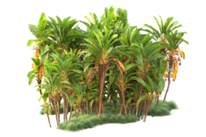 Tropical forest isolated on transparent background. 3d rendering - illustration png