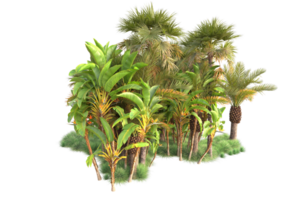 Tropical forest isolated on transparent background. 3d rendering - illustration png