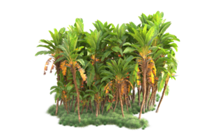 Tropical forest isolated on transparent background. 3d rendering - illustration png