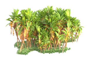 Tropical forest isolated on transparent background. 3d rendering - illustration png