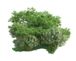 Tropical forest isolated on transparent background. 3d rendering - illustration png