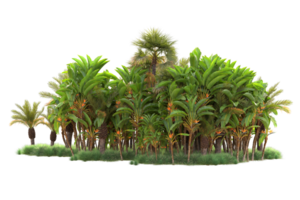 Tropical forest isolated on transparent background. 3d rendering - illustration png