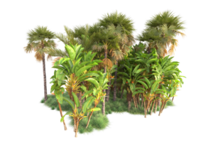 Tropical forest isolated on transparent background. 3d rendering - illustration png