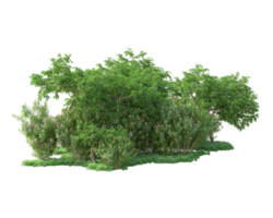 Tropical forest isolated on transparent background. 3d rendering - illustration png