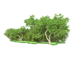 Tropical forest isolated on transparent background. 3d rendering - illustration png