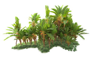 Tropical forest isolated on transparent background. 3d rendering - illustration png