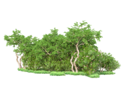 Tropical forest isolated on transparent background. 3d rendering - illustration png