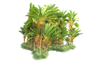 Tropical forest isolated on transparent background. 3d rendering - illustration png