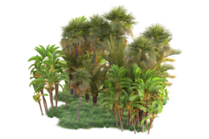 Tropical forest isolated on transparent background. 3d rendering - illustration png