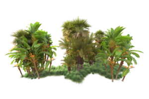 Tropical forest isolated on transparent background. 3d rendering - illustration png