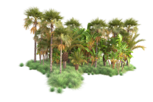 Tropical forest isolated on transparent background. 3d rendering - illustration png