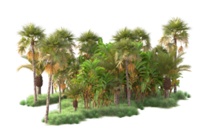 Tropical forest isolated on transparent background. 3d rendering - illustration png