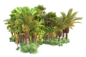 Tropical forest isolated on transparent background. 3d rendering - illustration png