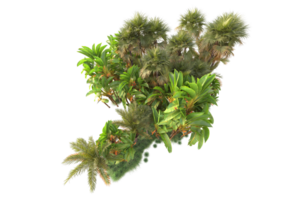 tropical floresta isolado em transparente fundo. 3d Renderização - ilustração png