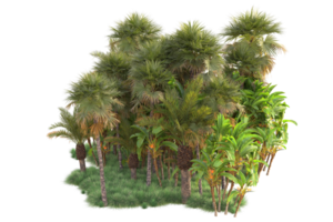 Tropical forest isolated on transparent background. 3d rendering - illustration png