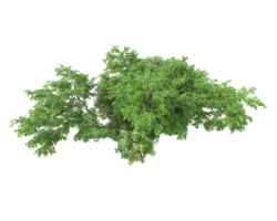 Tropical forest isolated on transparent background. 3d rendering - illustration png